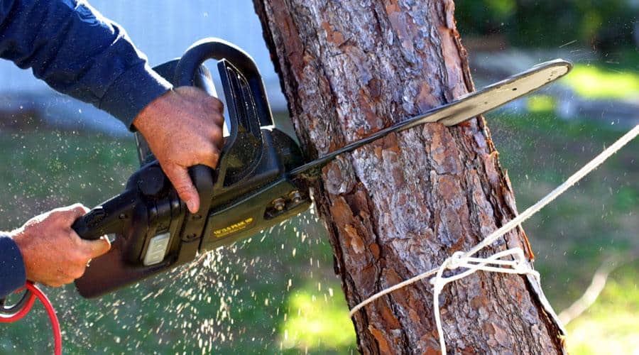man uses a chainsaw on a small tree