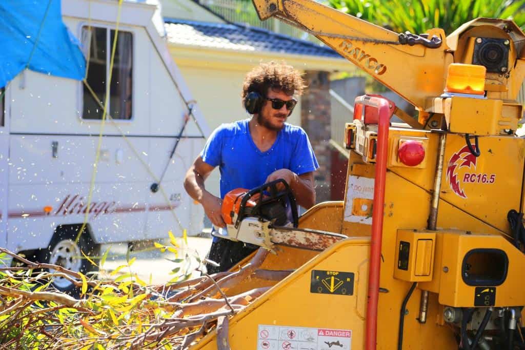 tree specialist uses chainsaw and wood chipper