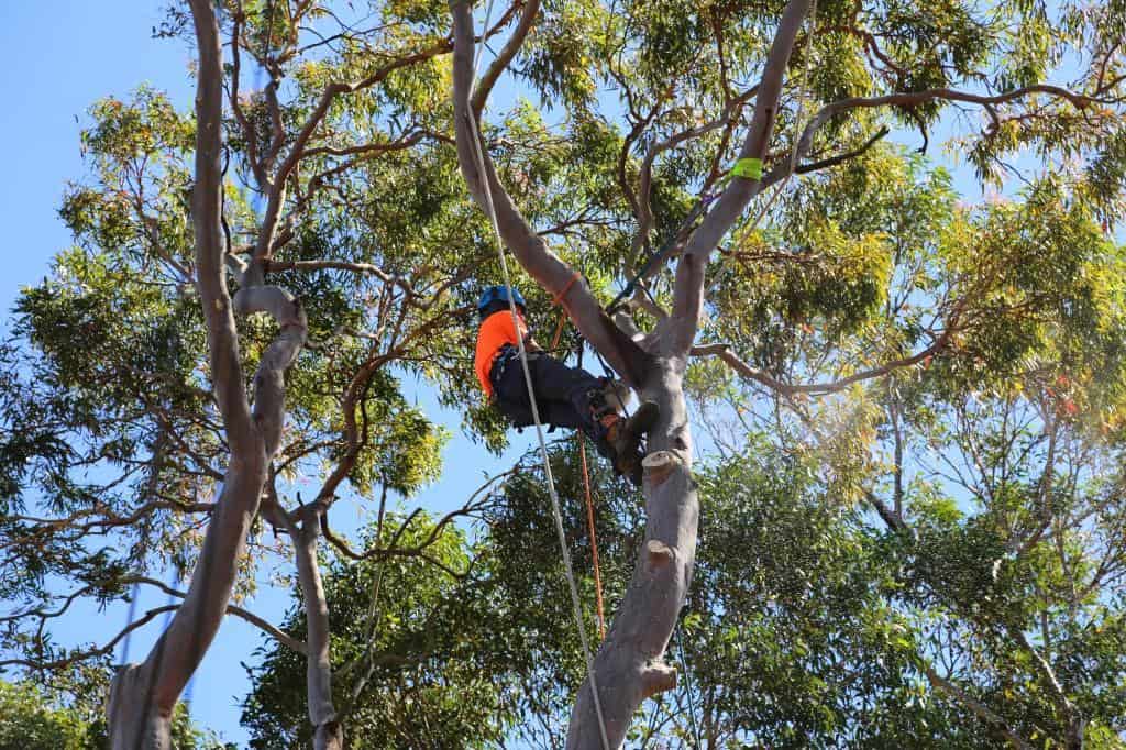 arborist climbing a tree using robes