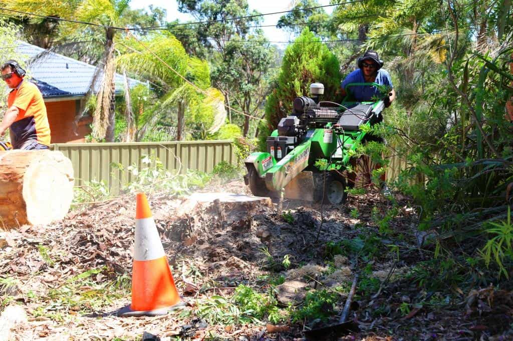 arborist pushes machine to remove large tree stump