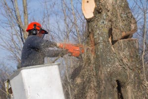 How much does tree removal cost?