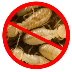 How much does a termite inspection cost?