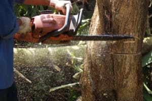 How Much Does Tree Pruning Cost?