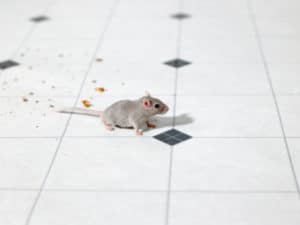 What to think about before getting pest control