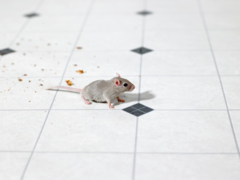 What to think about before getting pest control