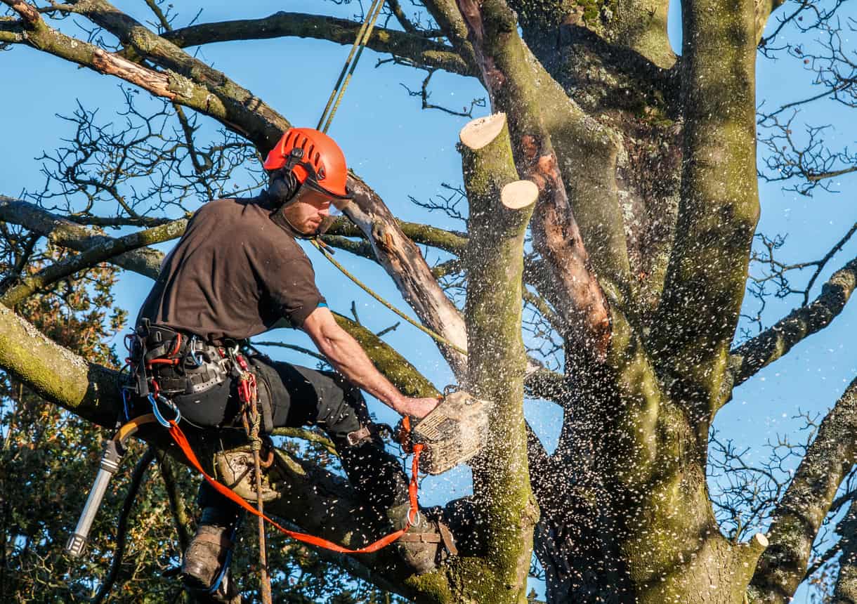 What other costs of tree stump removal?